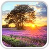 Perfect Sunset Live Wallpaper