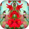 Photo Mirrors