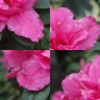 PhotoPuzzle - Flowers Free
