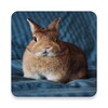 Pictures And Wallpapers Of The Rabbit 4k