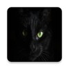 Pictures Of Cats More Than 100 Pictures 4k
