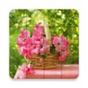 Pink Puzzle