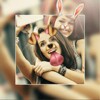 PIP Collage