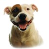 Pitbull Dog Live Wallpaper