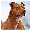 Pitbull Wallpaper