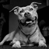 PitBulls Wallpapers
