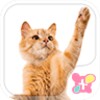 Playful Cat