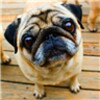 Playful Pugs Live Wallpaper