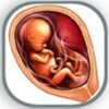 Pregnancy Week Guide