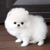 Puppies Live Wallpaper