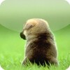 Puppies Wallpapers For Chat