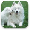Puppies