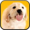 Puppy Licks Screen