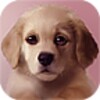 Puppy Lite