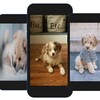Puppy Wallpaper