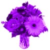 Purple Flowers Live Wallpaper