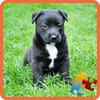 Puzzle Animals