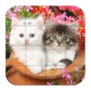 Puzzle-Kittens
