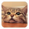 Q Cat