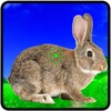 Rabbit Hunting Challenge