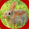 Rabbit Hunting