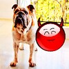 Red Ball Pet Egg
