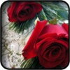 Red Flowers Wallpapers