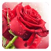 Red Rose Live Wallpaper