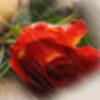 Red Rose Under Rain Live Wallpaper