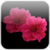 Red Sakura Live Wallpaper