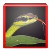 Reptiles Images