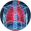 Respiratory System