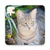 Rompecabezas De Gatos