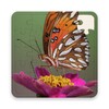 Rompecabezas De Mariposas