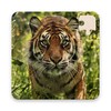 Rompecabezas De Tigres