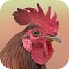 Rooster Sounds