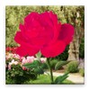 Rose Blooming