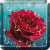 Rose Drops Live Wallpaper