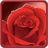 Rose Wallpaper