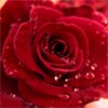 Roses Free Live Wallpaper