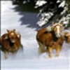 Running Horse LWP