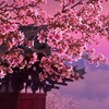 Sakura 3D