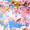 Sakura Free Live Wallpaper