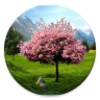 Sakura Live Wallpaper Free