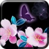 Sakura Night