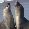 Sea Lion Sounds