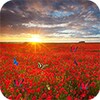 Sea Of Flowers