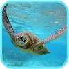 Sea Turtle HD. Wallpaper