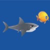 Shark Life