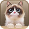 Shui The Kitten Lite